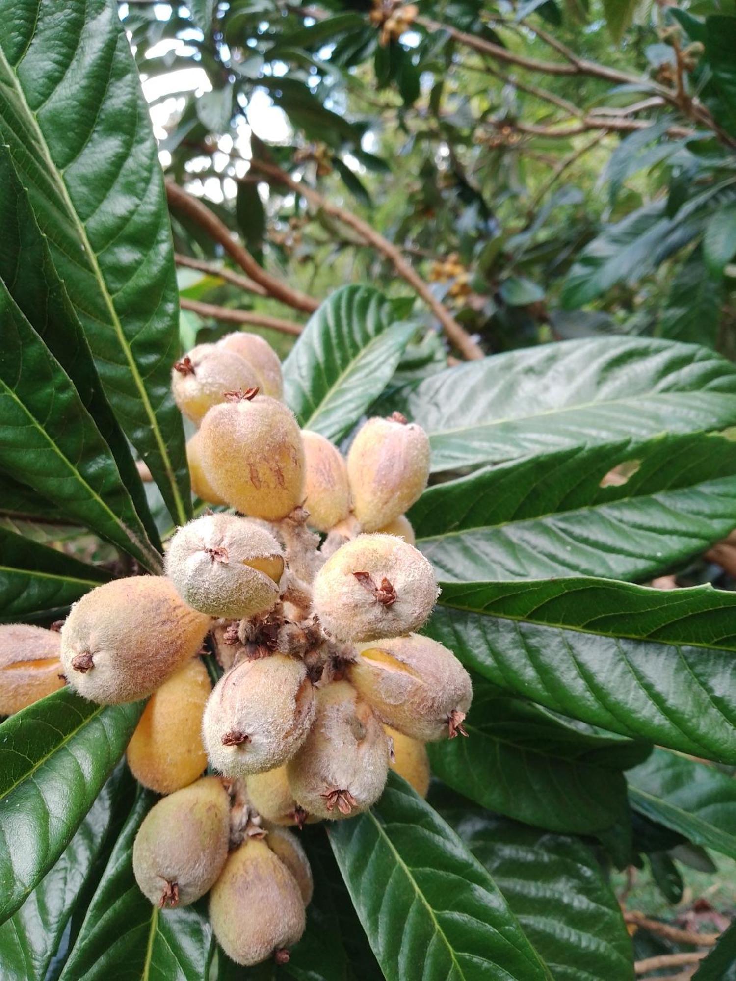 Rancho Pe Da Pedra Villa São Bento do Sapucaí Kamer foto